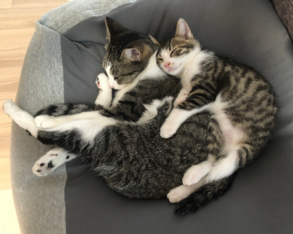 自分を赤ちゃんだと思い込む屈強な猫 : まめきちまめこニートの日常