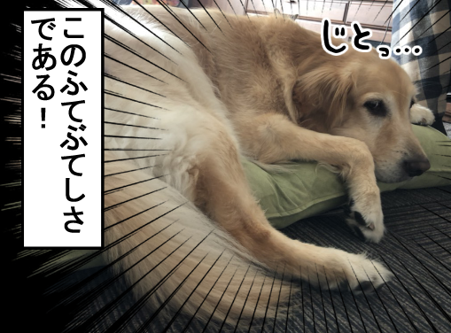 飼い主を蹴落としてでも暖かい場所で寝たい犬 まめきちまめこニートの日常 Powered By ライブドアブログ