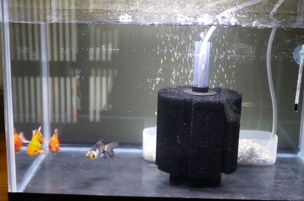 金魚のエア食い対策は何もしないこと 彷徨う日記