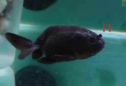 金魚の鼻上げエア食い防止策 最終 彷徨う日記
