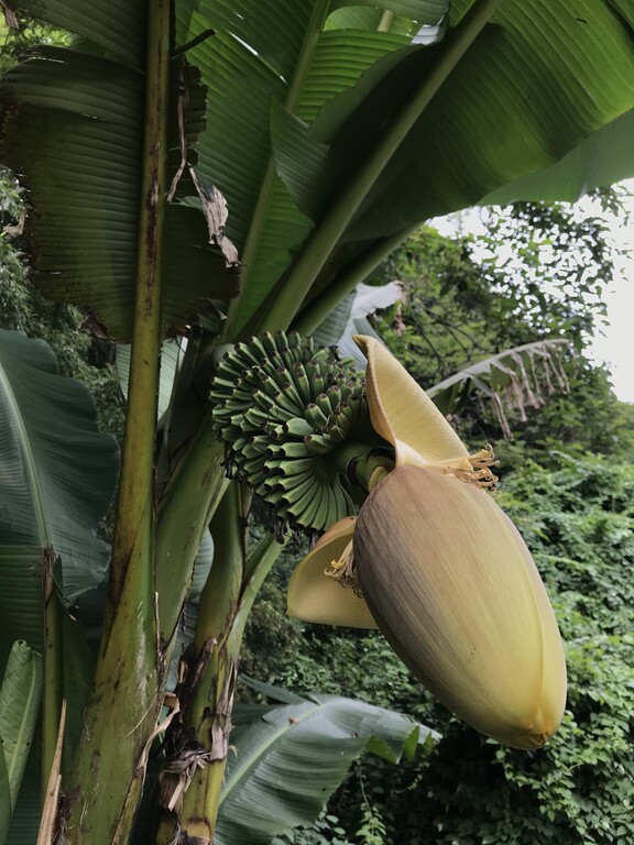 里山 バショウ 他 山の花 里の花に心癒されて