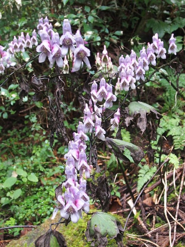 サンヨウトリカブト 山陽鳥兜 サンヨウブシ 山の花 里の花に心癒されて