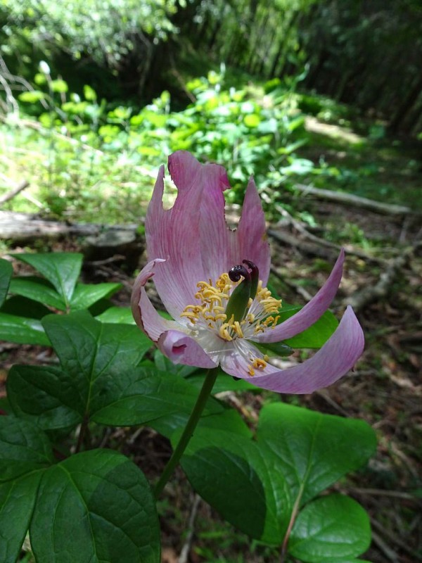 ベニバナヤマシャクヤク 紅花山芍薬 山の花 里の花に心癒されて