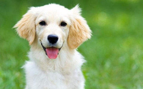 絶対に飼ってはいけない犬でランキング作った ザ ミステリー体験