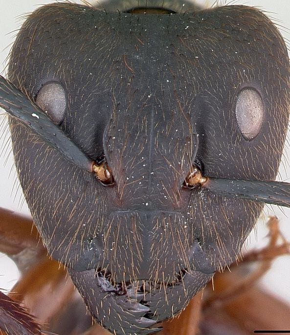 閲覧注意 アリの顔を拡大した画像 ザ ミステリー体験