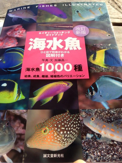 イラスト付 海水魚 図鑑 お勧めです Yamaのつぶやき やまのつぶやき マナティーズ