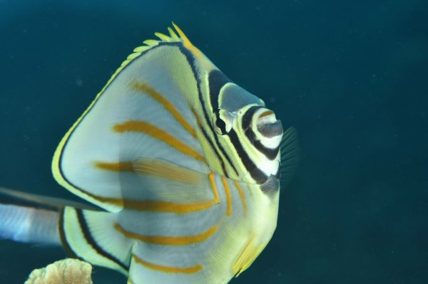 南国の魚たち 水中写真 グアムツアー その4 18 2 ダイビングツアー報告 マナティーズ 南国の魚たち 水中写真 グアムツアー その4 18 2 ダイビングツアー報告 マナティーズ