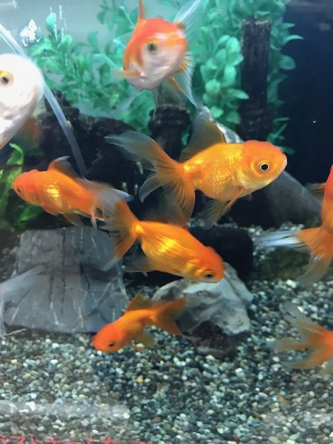 金魚のご紹介 アクアショップ マナウス加須店ブログ