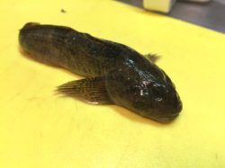 ゴールデンカムイ 野田サトル のカジカで出汁をとったキナオハウ マンガ食堂 漫画の料理 レシピ 漫画飯 を再現 Powered By ライブドアブログ