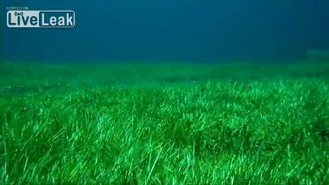 水中に広がる緑の草原 太陽の光をさんさんと浴びて 魚と戯れよう グリューネルゼーの水中散歩 満艦飾