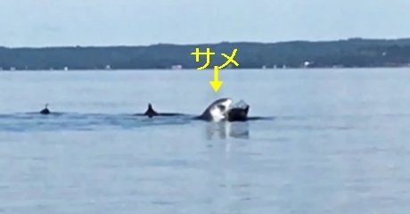 アザラシと間違えたか イルカの群れにサメ突っ込む カナダ サメ シャチ好き集まれ情報局