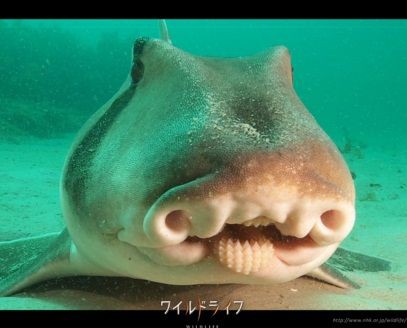 Nhk Bsプレミアム ワイルドライフ 210 オーストラリア東海岸 ネコ顔のサメ 奇妙なネジ型卵の謎に迫る のネコザメの壁紙 サメ シャチ好き集まれ情報局