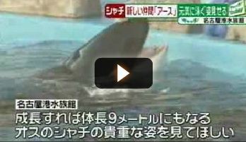 動画 シャチのアースが名古屋へお引っ越し 名古屋港水族館 サメ シャチ好き集まれ情報局 動画 シャチのアースが名古屋へお引っ越し 名古屋港水族館 サメ シャチ好き集まれ情報局