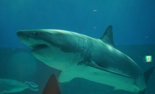 美ら海水族館のホホジロザメ騒動 展示公表までのツイッターまとめ サメ シャチ好き集まれ情報局 美ら海水族館のホホジロザメ騒動 展示公表までのツイッターまとめ サメ シャチ好き集まれ情報局
