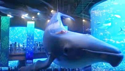 映画 ファインディング ドリー の新しい予告動画 英語版 16年5月24日に公開 サメ シャチ好き集まれ情報局
