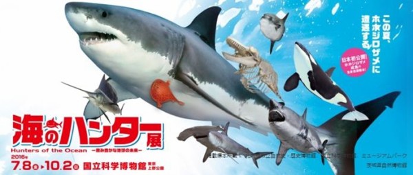 ホホジロザメと愉快な仲間たち サメの標本が一堂に 海のハンター展16年7月8日 10月2日 サイトリニューアルでシャチも登場 サメ シャチ 好き集まれ情報局