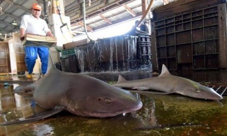 サメ肉のサンドはいかが 魔法の水 でアンモニア臭消えた 淡路島のご当地グルメに 産経ニュース 15年12月28日 サメ シャチ好き集まれ情報局