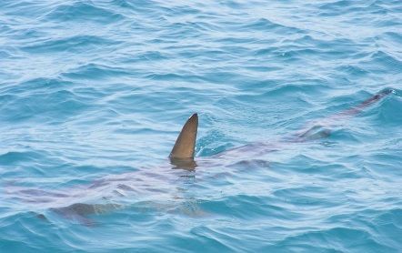 体長約1 5mのシュモクザメ目撃情報 さぬき市沖 鷹島付近 香川 サメ シャチ好き集まれ情報局