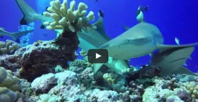 サメのツマグロ ポリネシア モーレア島 サメ シャチ好き集まれ情報局