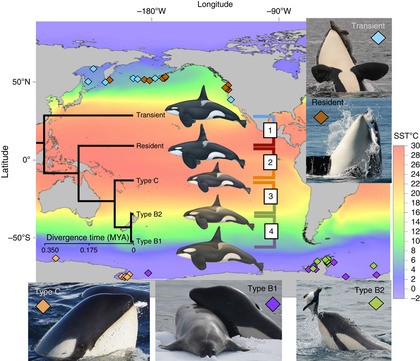 ２２万年前以降に多様化したシャチ 世界の海に生息 国際研究チーム発表 サメ シャチ好き集まれ情報局