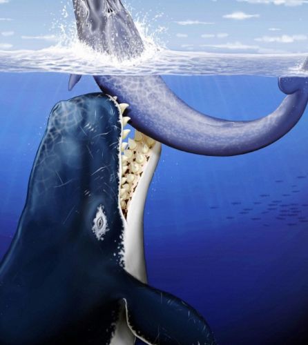 古い鯨の牙 16cm 370g◇ 鯨歯 鯨の歯 特大である Yahoo!オークション -「クジラ 歯」の落札相場・落札価格