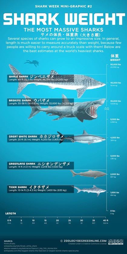 サメの体重比較 サメ シャチ好き集まれ情報局