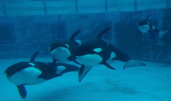 お引っ越し後のシャチ アースとランのそれぞれの様子 15年12月12日 サメ シャチ好き集まれ情報局