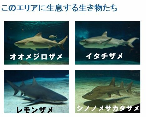 沖縄 美ら海水族館 サメ博士の部屋 危険ザメの海 サメ シャチ好き集まれ情報局