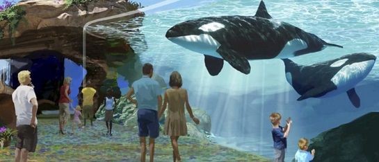 水族館でシャチが見れなくなる 米カリフォルニア州 サメ シャチ好き集まれ情報局