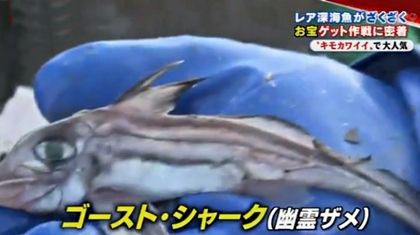 ギンザメ シャチブリなど レア深海魚捕獲作戦に密着 沼津港深海水族館 ニュース番組 サメ シャチ好き集まれ情報局