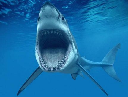 サメに襲われて大怪我 ブラジルの観光名所 ノローニャ島で 15年12月21日 サメ シャチ好き集まれ情報局