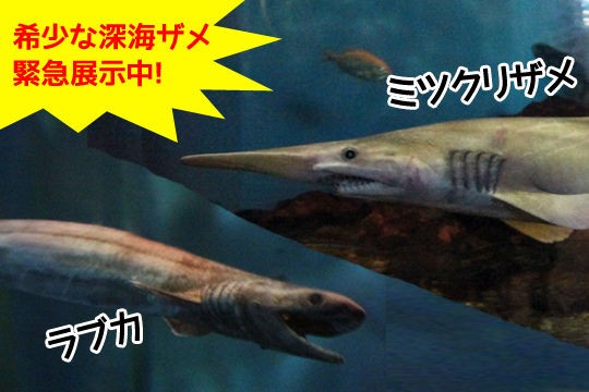 希少な深海ザメ ミツクリザメ ラブカ 緊急展示 横浜 八景島シーパラダイス 16年1月6日ツイッター動画付 サメ シャチ好き集まれ情報局