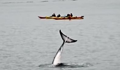 シャチがイルカらしきものを襲う映像 アラスカ アメリカ サメ シャチ好き集まれ情報局