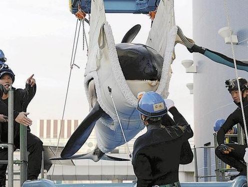 シャチのラン 担架で移動時の様子 国内唯一の雄シャチのアース 雌のランと交換 ８時間かけ輸送 15年12月10日 18時08分 サメ シャチ 好き集まれ情報局