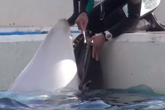 シャチ ランの歯磨きなど 鴨川シーワールド 16年1月2日 サメ シャチ好き集まれ情報局