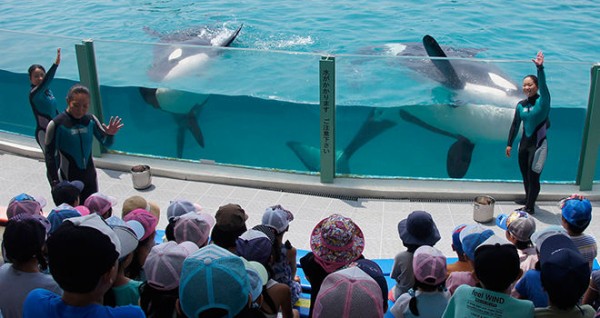 イルカやシャチなどの海獣類や魚類とのふれあい サマースクール 参加者募集 小学生対象 鴨川シーワールド サメ シャチ好き集まれ情報局