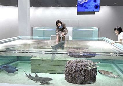 オオテンジクザメ トラフザメ 海遊館が初プロデュースする新感覚の水族館 ｎｉｆｒｅｌ ニフレル ｅｘｐｏｃｉｔｙ が19日オープン 万博公園 エキスポランド跡地 大阪 15年11月16日 サメ シャチ好き集まれ情報局