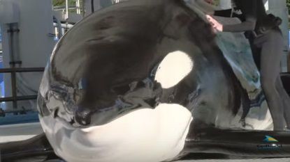 シャチ ティリクム Tilikum 重病が更に悪化 危篤に近い状態に アメリカ シーワールド 16年3月8日 サメ シャチ好き集まれ情報局