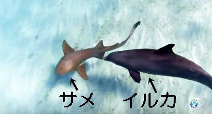 イルカのサメの殺し方がひどすぎると話題に サメ シャチ好き集まれ情報局