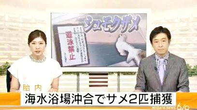 体長30cmのサメ2匹を捕獲 村松浜海岸が遊泳禁止の措置 新潟 サメ シャチ好き集まれ情報局