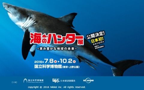 ホホジロザメの標本作業 沖縄県本部町で16年3月16日開始された 国立科学博物館 7月展示 サメ シャチ好き集まれ情報局