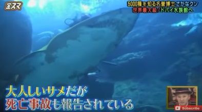 さかなクン 海外ロケで驚異的なコミュニケーション能力を見せる ドバイ水族館など Livedoorニュースより サメ シャチ好き集まれ情報局