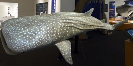 気仙沼シャークミュージアム 日本で唯一の サメの博物館 サメ シャチ好き集まれ情報局