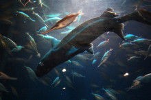 オロシザメの16年4月18日12 30現在の状況発表 沼津港深海水族館 サメ シャチ好き集まれ情報局