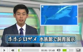 ホホジロザメ水族館で展示飼育 16年1月6日 Nhk News Web サメ シャチ好き集まれ情報局