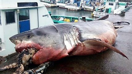 三重県 熊野灘にジョーズ現る 三重県鵜殿港にホホジロザメ 15年4月7日 サメ シャチ好き集まれ情報局