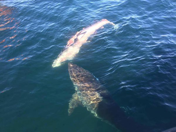 体長約5 5mの巨大ホホジロザメがミンククジラを食べていた アメリカ ノースカロライナ サメ シャチ好き集まれ情報局