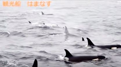 シャチの大群が移動する映像 知床 羅臼 北海道 サメ シャチ好き集まれ情報局