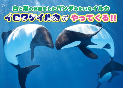 シャチじゃないよ イロワケイルカ 16年6月10日 金 10 30 一般公開 横浜 八景島シーパラダイス サメ シャチ好き集まれ情報局