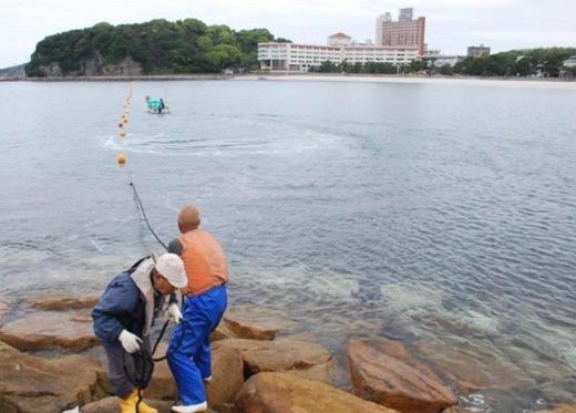 ブイの外側にサメ防護ネットも設置 海開きイベント情報 白浜町ライブカメラ映像など 和歌山 白良浜 サメ シャチ好き集まれ情報局